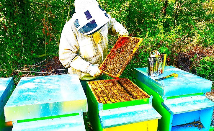 ruolo dell'apicoltore