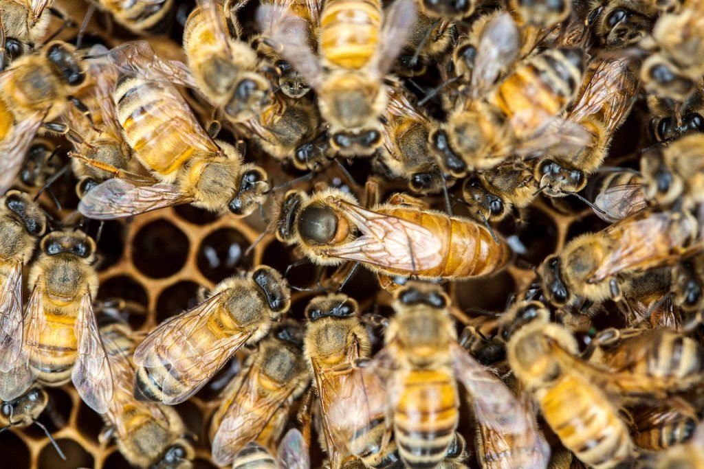 biologia delle api